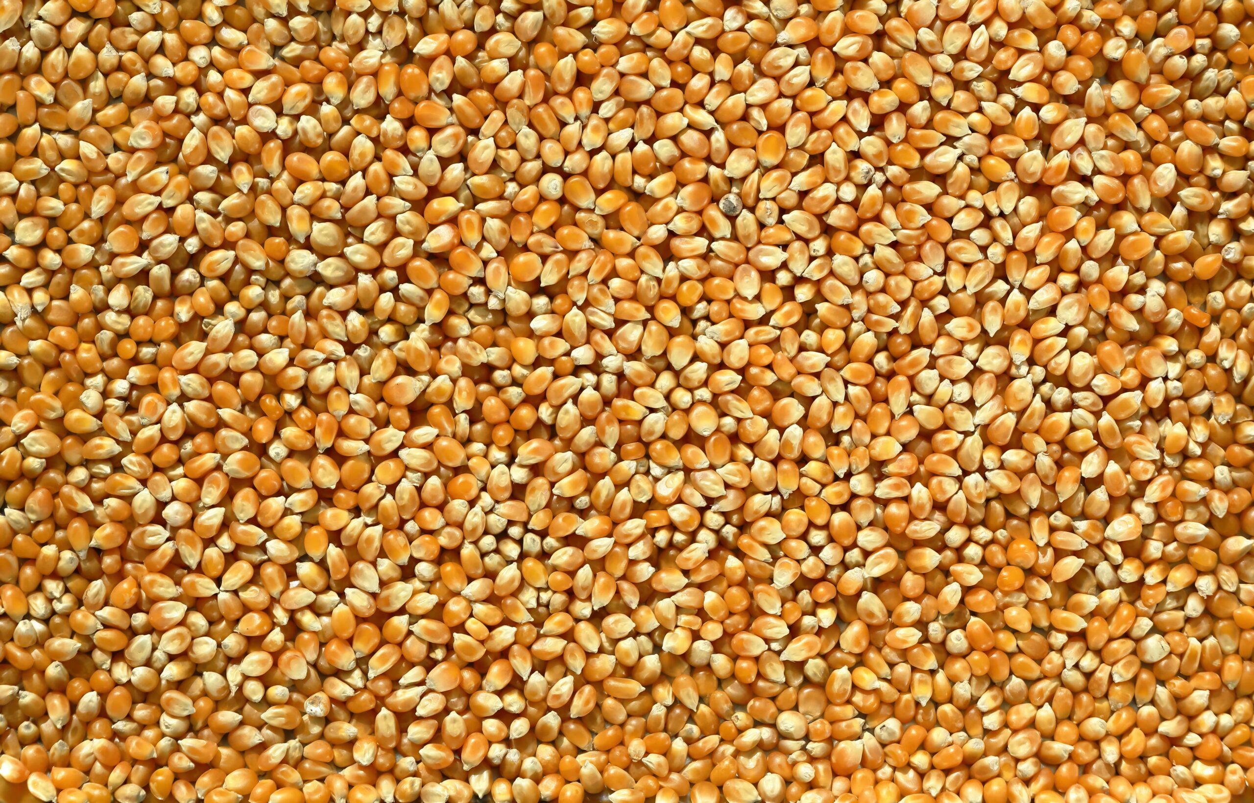 Maize Milling