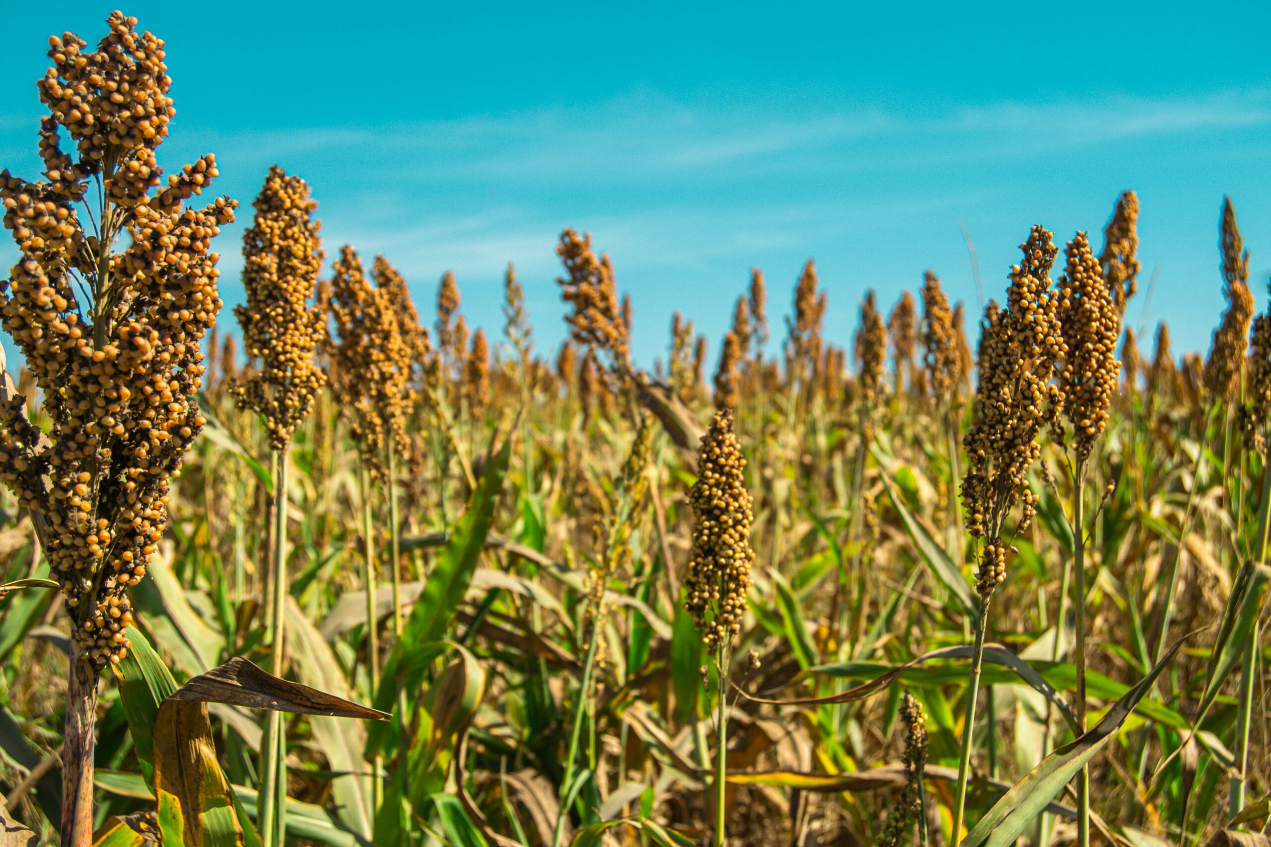 Sorghum Milling