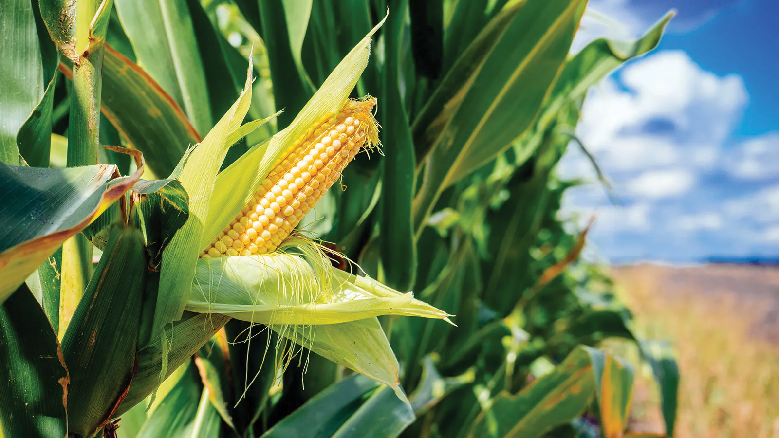 Maize Production